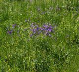 Campanula patula