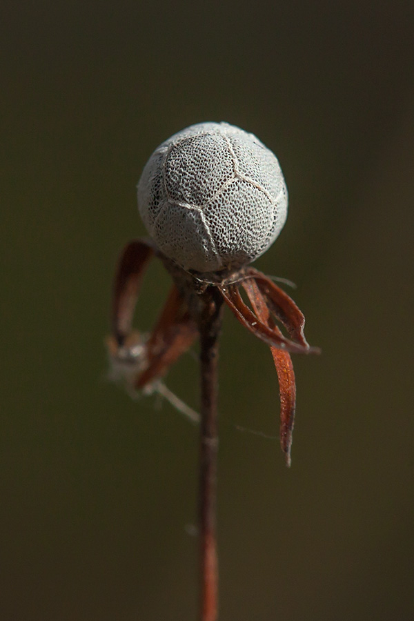 Изображение особи Trientalis europaea.