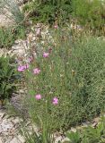 Dianthus acantholimonoides. Растение с цветками и плодами. Черноморское побережье Кавказа, Геленджикский р-н, близ г. Совхозная, выс. около 580 м н.у.м, томилляры. 21 июля 2013 г.