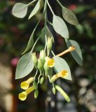 Nicotiana glauca. Ветвь с цветками. Греция, Афины. 11.06.2009.