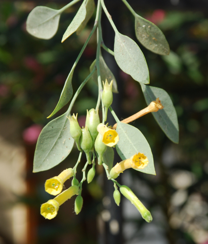 Изображение особи Nicotiana glauca.