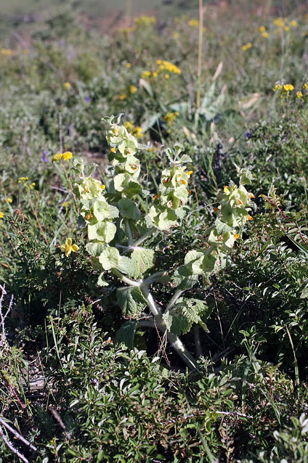 Image of Eremostachys isochila specimen.