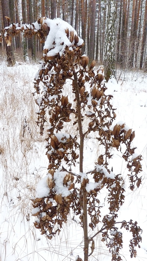 Изображение особи Veratrum lobelianum.