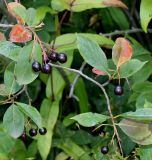 Aronia melanocarpa