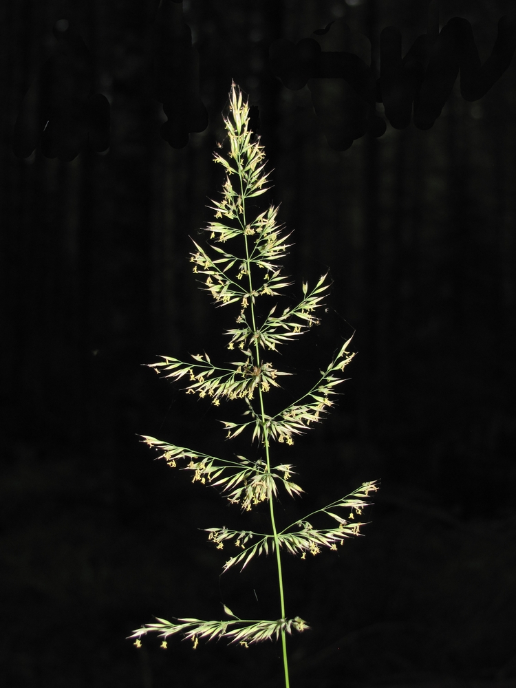 Изображение особи Calamagrostis arundinacea.