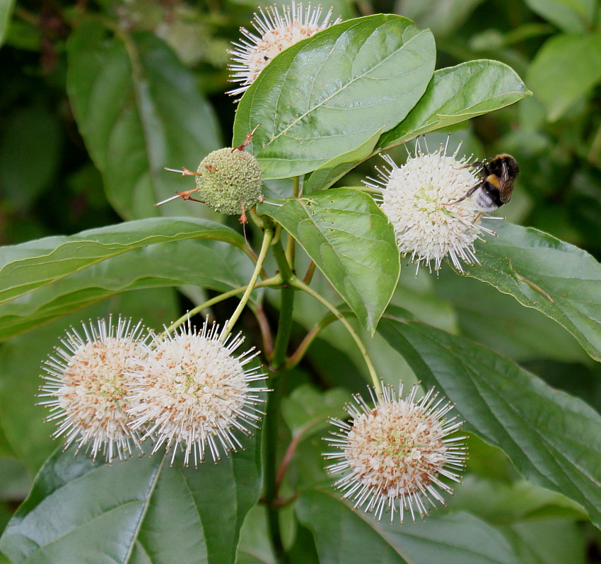 Image of Cephalanthus occidentalis specimen.