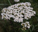 Achillea nobilis