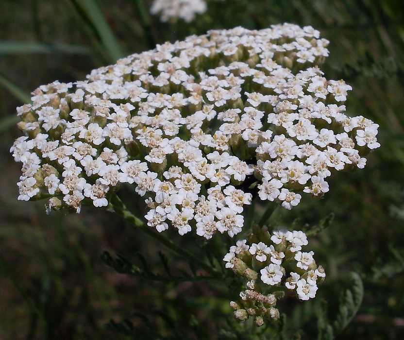 Image of Achillea nobilis specimen.