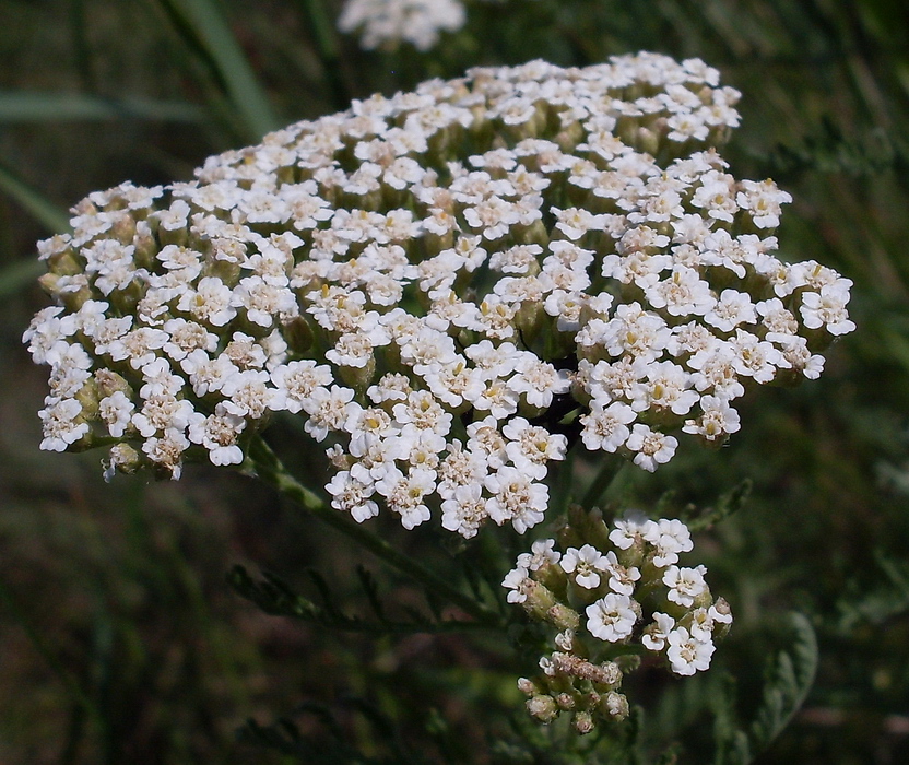 Изображение особи Achillea nobilis.