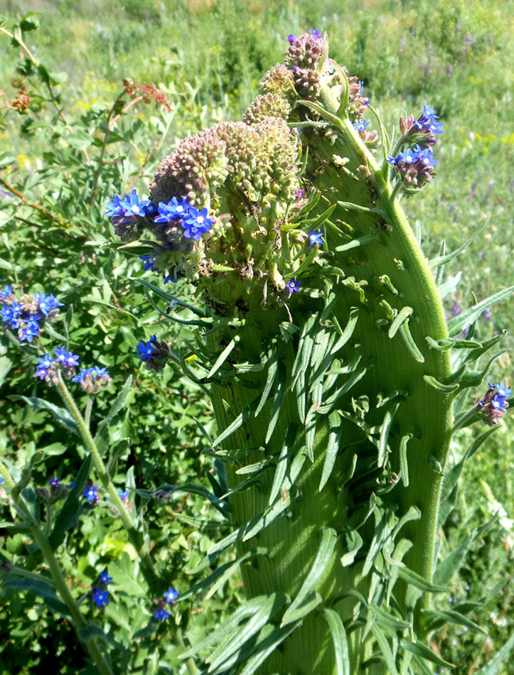 Image of Anchusa procera specimen.