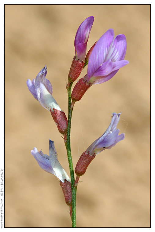 Изображение особи Astragalus arenarius.