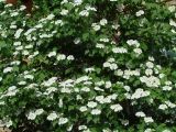 Viburnum opulus. Ветви с соцветиями. Иркутская обл., пригород Иркутска, дачный участок. 23.06.2013.