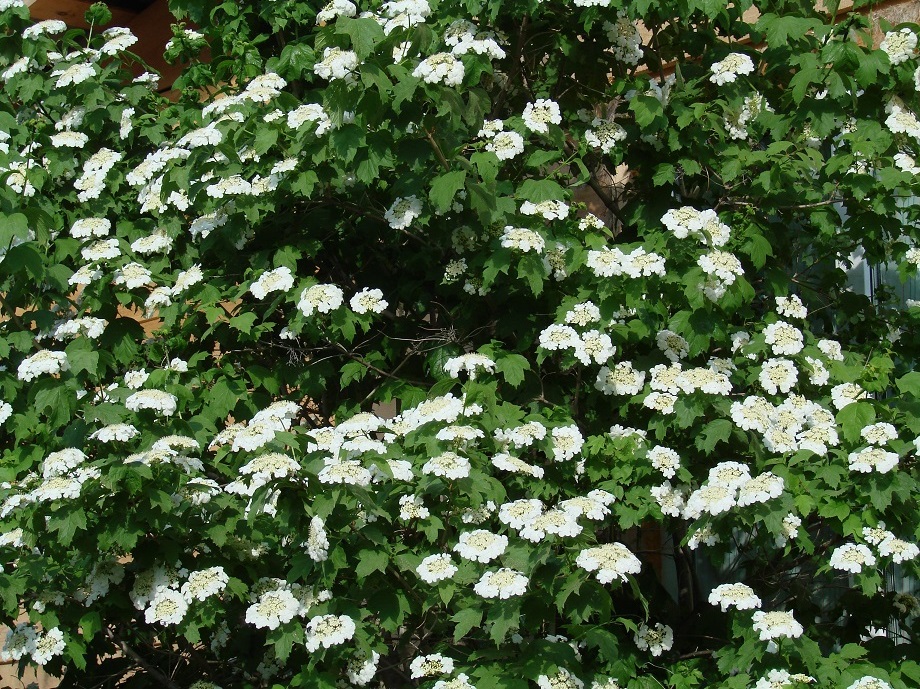 Image of Viburnum opulus specimen.