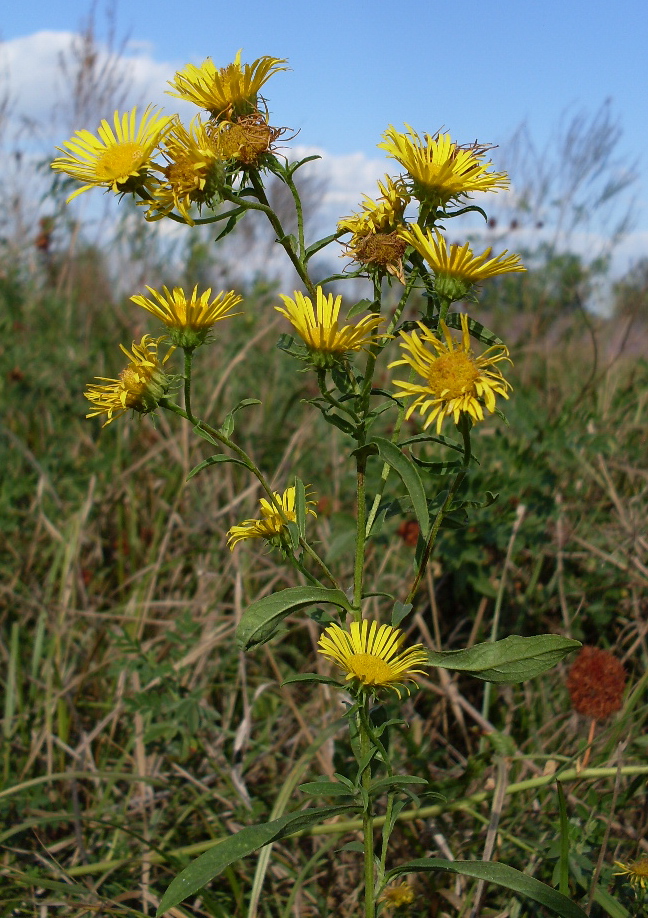 Image of Inula britannica specimen.