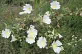 Alcea nudiflora. Растение с бутонами, цветками и созревающими плодами. Восточно-Казахстанская обл., Глубоковский р-н, окр. с. Бобровка. 31.07.2012.