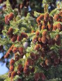 Picea × fennica. Ветви с шишками и кормящимися полевыми воробьями (Passer montanus). Коми, окр г. Сыктывкар. 12.04.2013.