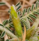Astragalus sieberi