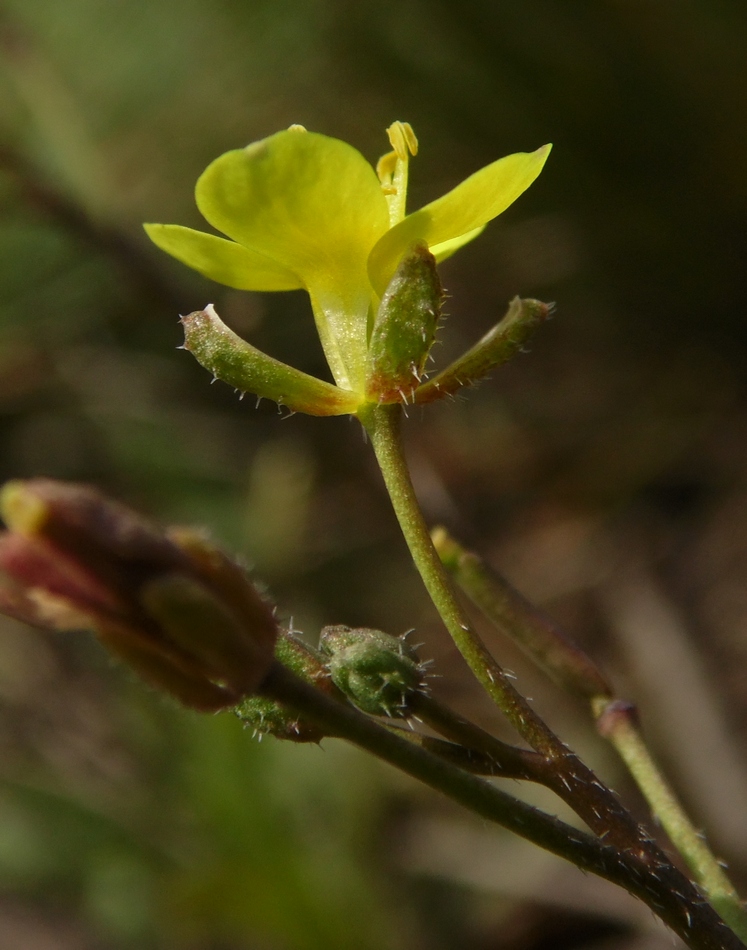 Изображение особи Diplotaxis muralis.