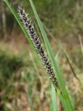 Carex acuta