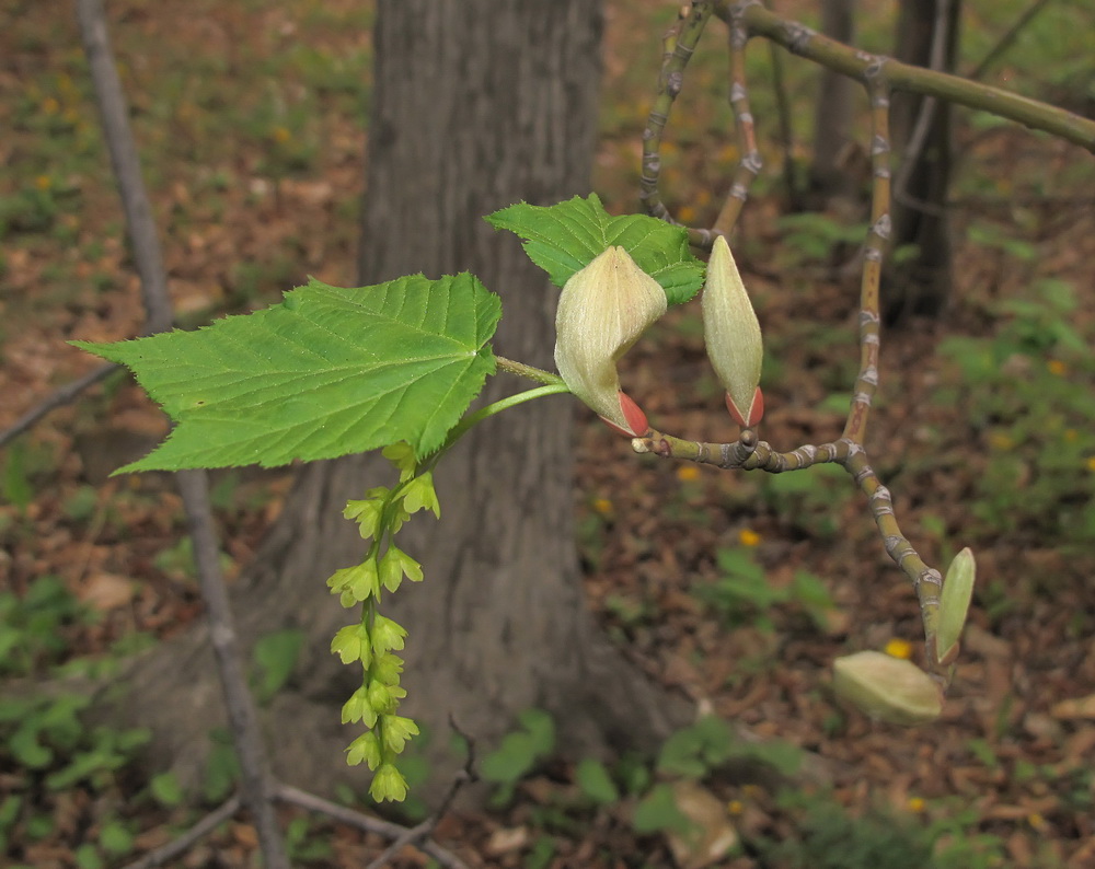 Image of Acer tegmentosum specimen.