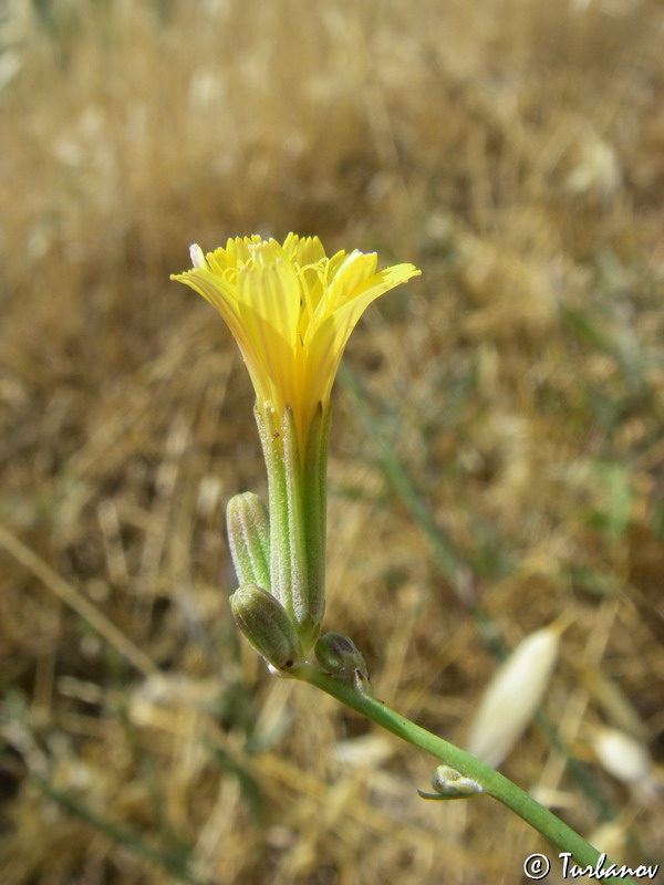 Image of Chondrilla juncea specimen.