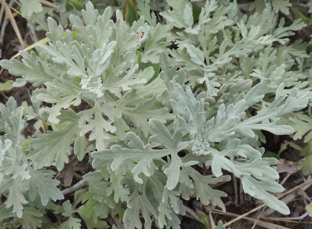 Image of Artemisia stelleriana specimen.