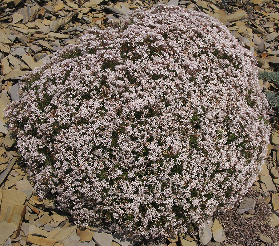 Image of Asperula cretacea specimen.