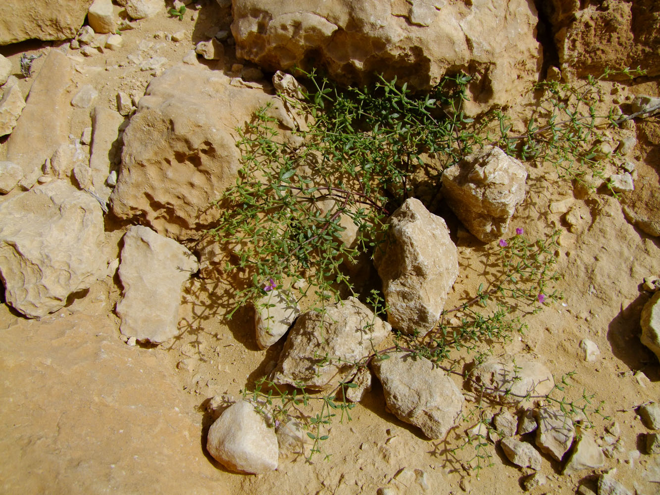 Image of Fagonia bruguieri specimen.