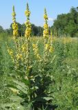 Verbascum phlomoides. Цветущие растения. Восточный Казахстан, г. Усть-Каменогорск, правый берег р. Иртыш. 03.07.2005.