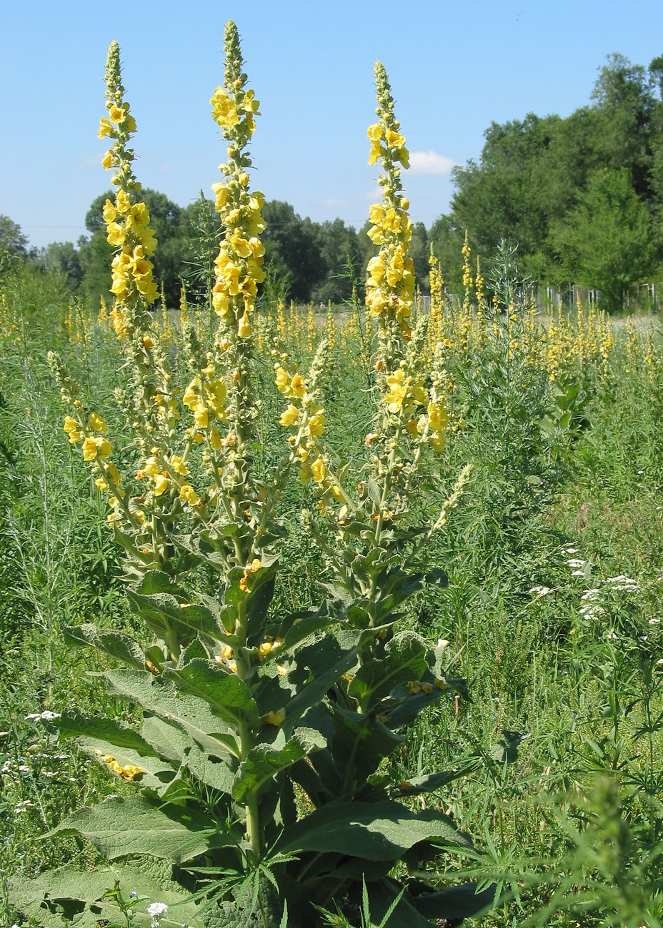 Изображение особи Verbascum phlomoides.