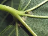 Tilia begoniifolia. Основание листовой пластинки. Крым, Севастополь, ур. Максимова дача. 09.06.2014.