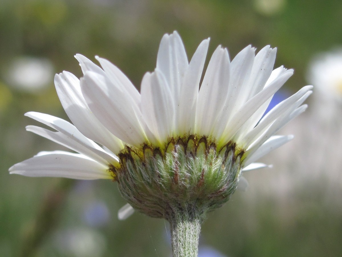 Изображение особи Anthemis jailensis.