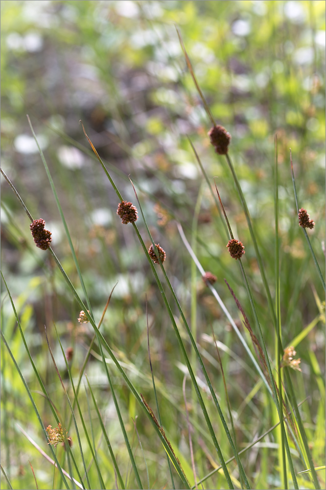Изображение особи Juncus conglomeratus.
