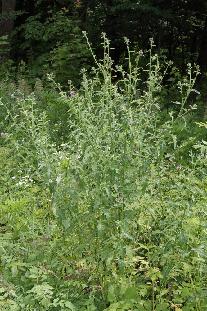Изображение особи Carduus crispus.
