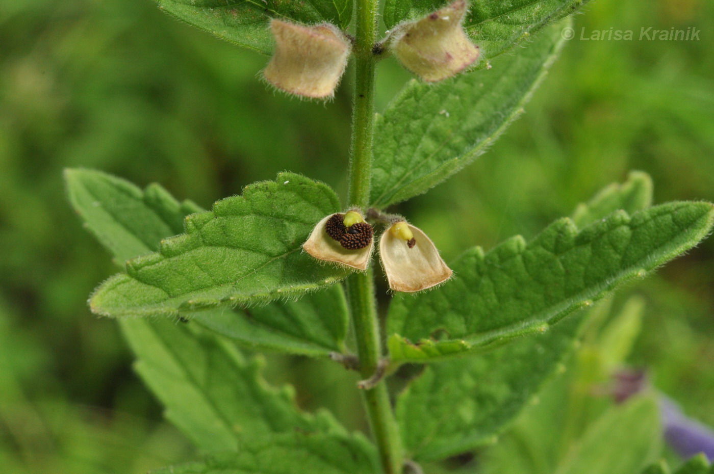 Image of Scutellaria krasevii specimen.