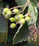 Sorbus intermedia