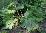 Rheum alexandrae