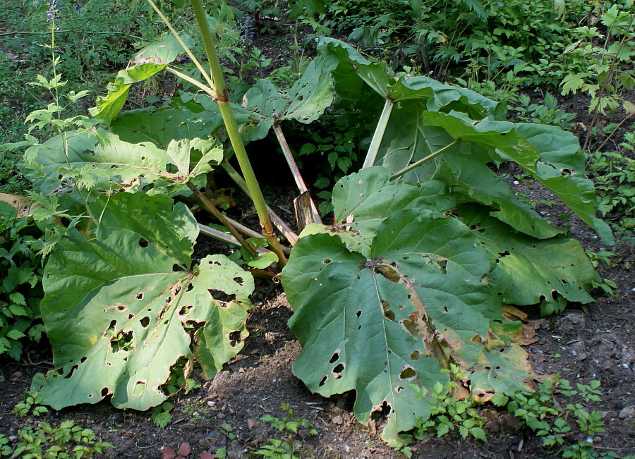 Image of Rheum alexandrae specimen.
