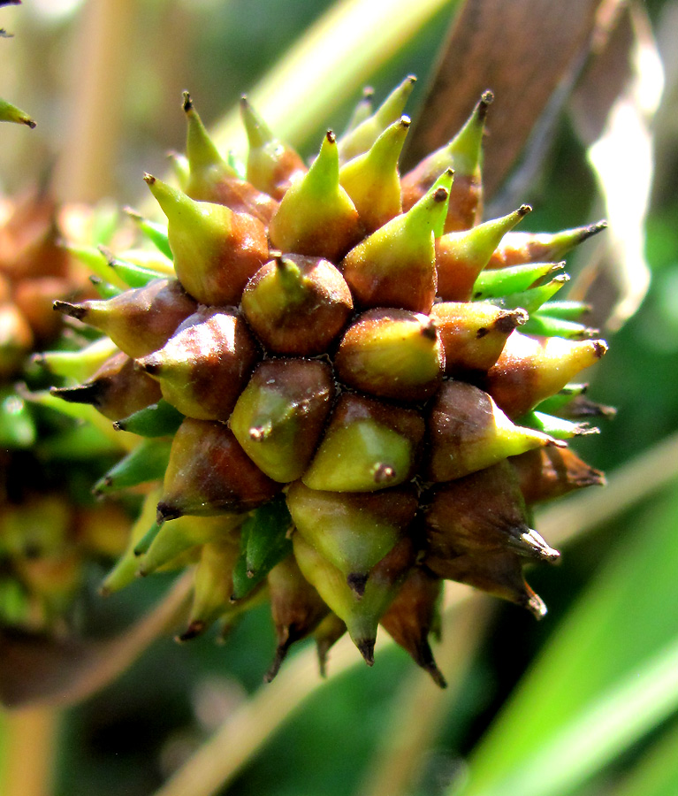 Image of Sparganium erectum specimen.