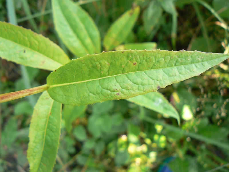 Image of Lactuca sibirica specimen.