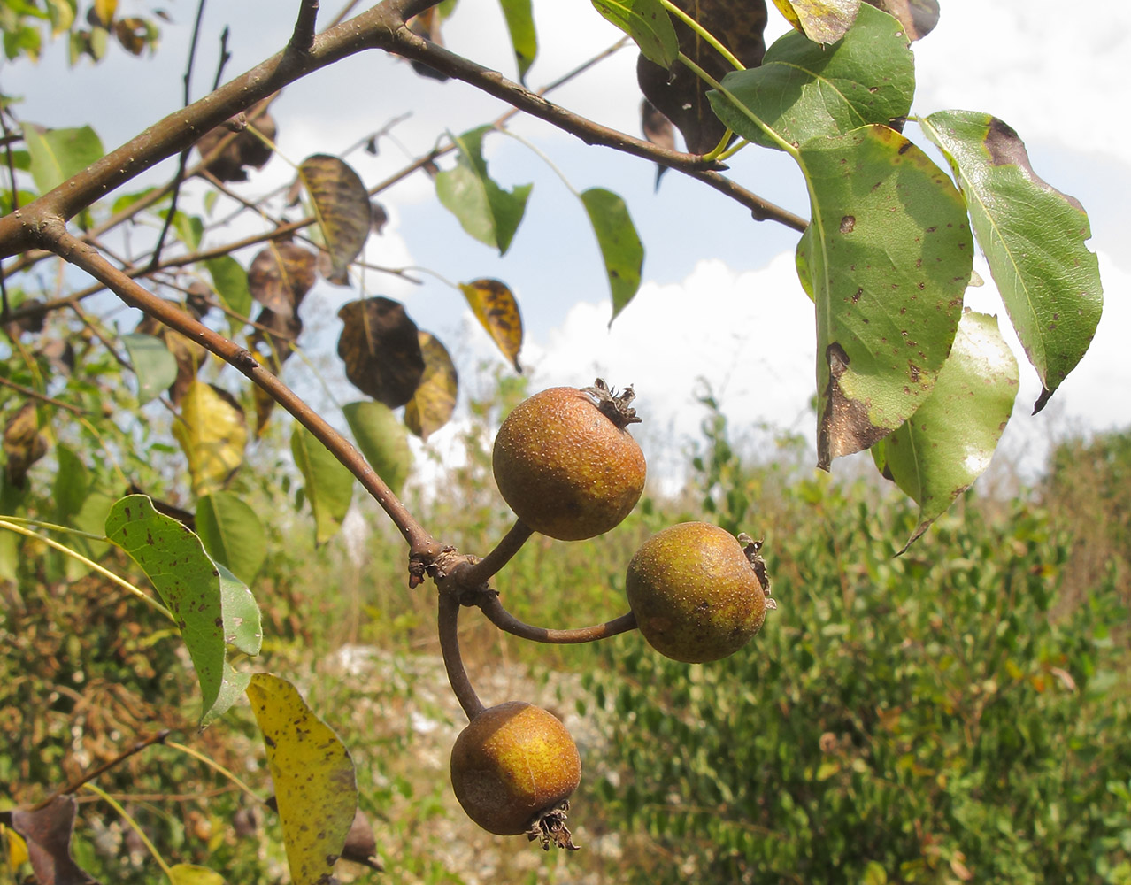 Image of Pyrus caucasica specimen.