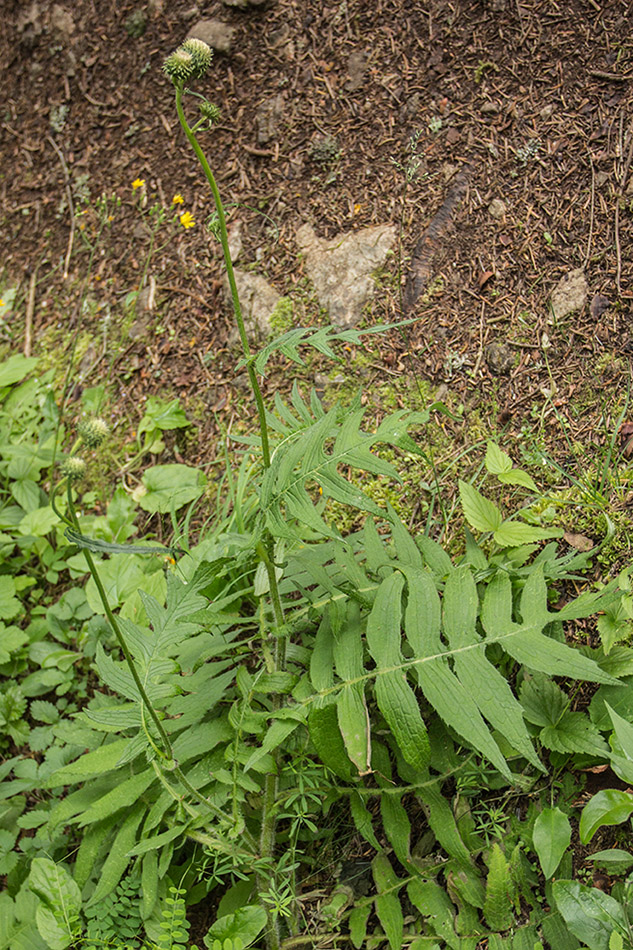 Изображение особи Cirsium erisithales.