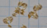 Dactyloctenium aegyptium