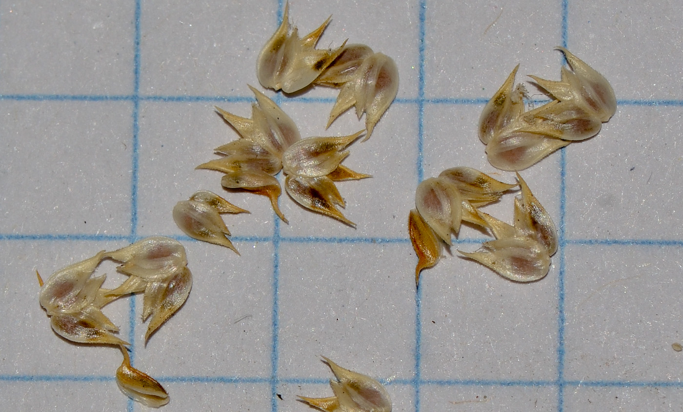 Image of Dactyloctenium aegyptium specimen.