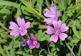 Malva sylvestris