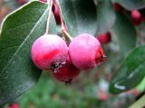 Cotoneaster integerrimus