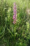 Anacamptis laxiflora ssp. elegans