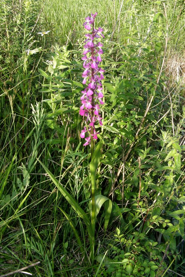 Image of Anacamptis laxiflora ssp. elegans specimen.