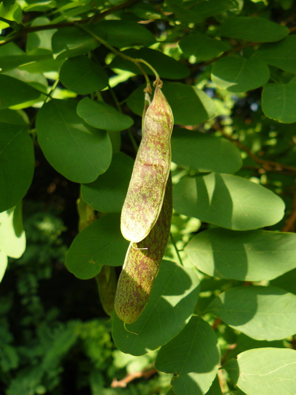 Изображение особи Robinia pseudoacacia.