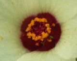 Hibiscus trionum